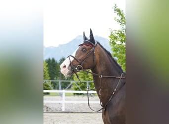 Koń holsztyński, Ogier, 12 lat, 175 cm, Skarogniada