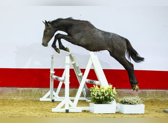 Koń holsztyński, Ogier, 1 Rok, 152 cm, Siwa
