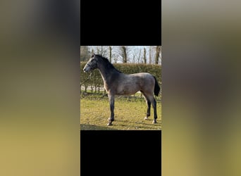 Koń holsztyński, Ogier, 1 Rok, 153 cm, Siwa