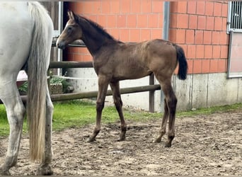 Koń holsztyński, Ogier, 1 Rok, 167 cm, Siwa jabłkowita