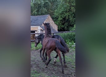 Koń holsztyński, Ogier, 1 Rok, 168 cm, Gniada