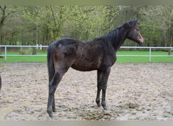 Koń holsztyński, Ogier, 1 Rok, 170 cm, Siwa