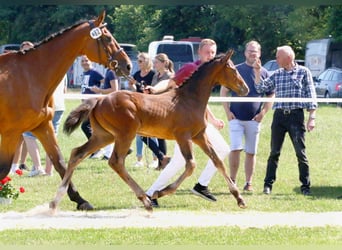 Koń holsztyński, Ogier, 1 Rok, 172 cm, Ciemnogniada
