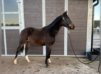 Koń holsztyński, Ogier, 1 Rok, 175 cm, Skarogniada