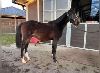 Koń holsztyński, Ogier, 1 Rok, 175 cm, Skarogniada