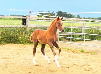 Koń holsztyński Mix, Ogier, 1 Rok, 176 cm, Ciemnokasztanowata