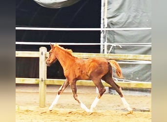 Koń holsztyński Mix, Ogier, 1 Rok, 176 cm, Ciemnokasztanowata