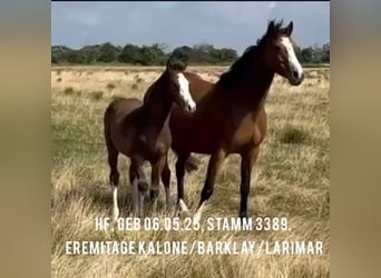 Koń holsztyński, Ogier, 1 Rok, Ciemnogniada