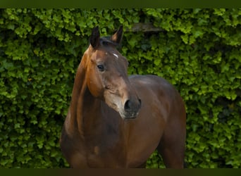Koń holsztyński, Ogier, 2 lat, 152 cm, Gniada