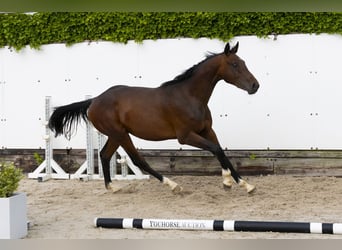 Koń holsztyński, Ogier, 2 lat, 152 cm, Gniada