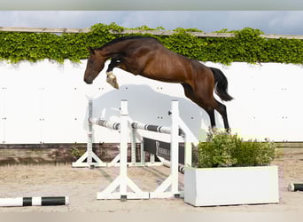 Koń holsztyński, Ogier, 2 lat, 152 cm, Gniada