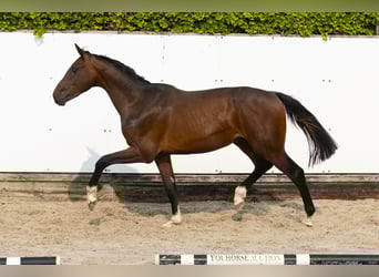 Koń holsztyński, Ogier, 2 lat, 152 cm, Gniada