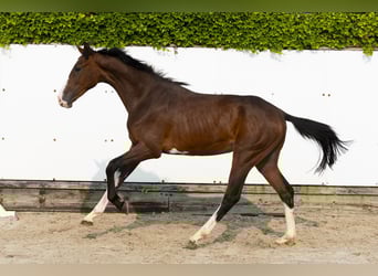 Koń holsztyński, Ogier, 2 lat, 153 cm, Gniada