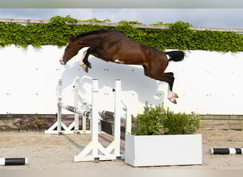 Koń holsztyński, Ogier, 2 lat, 153 cm, Gniada