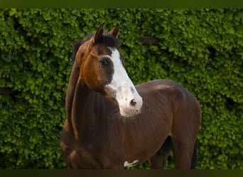 Koń holsztyński, Ogier, 2 lat, 153 cm, Gniada
