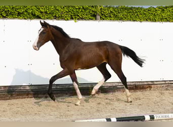 Koń holsztyński, Ogier, 2 lat, 153 cm, Gniada