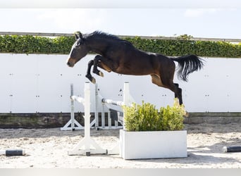 Koń holsztyński, Ogier, 2 lat, 157 cm, Ciemnogniada