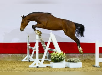 Koń holsztyński, Ogier, 2 lat, 160 cm, Gniada