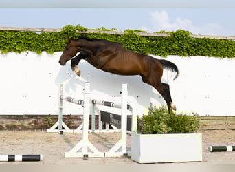 Koń holsztyński, Ogier, 2 lat, 161 cm, Ciemnogniada