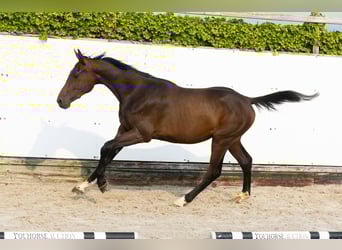 Koń holsztyński, Ogier, 2 lat, 161 cm, Ciemnogniada