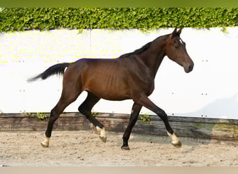 Koń holsztyński, Ogier, 2 lat, 161 cm, Ciemnogniada