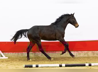 Koń holsztyński, Ogier, 2 lat, 161 cm, Ciemnogniada