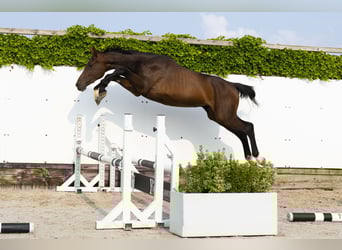 Koń holsztyński, Ogier, 2 lat, 161 cm, Ciemnogniada