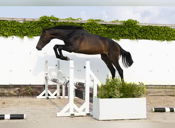 Koń holsztyński, Ogier, 2 lat, 162 cm, Ciemnogniada