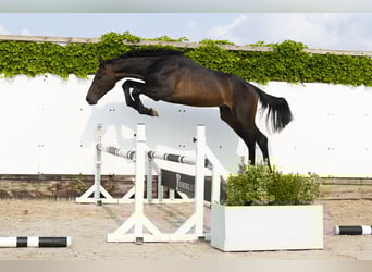 Koń holsztyński, Ogier, 2 lat, 162 cm, Ciemnogniada