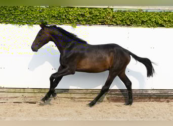 Koń holsztyński, Ogier, 2 lat, 162 cm, Ciemnogniada