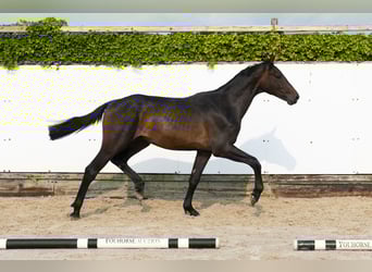 Koń holsztyński, Ogier, 2 lat, 162 cm, Ciemnogniada