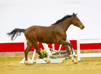 Koń holsztyński, Ogier, 2 lat, 164 cm, Gniada