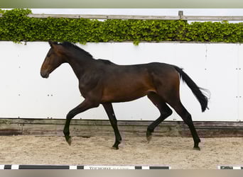 Koń holsztyński, Ogier, 2 lat, 169 cm, Ciemnogniada