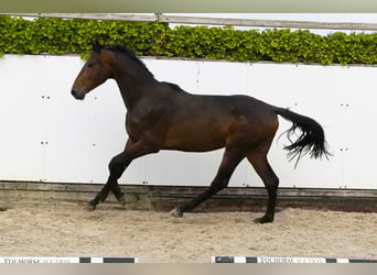 Koń holsztyński, Ogier, 2 lat, 169 cm, Ciemnogniada