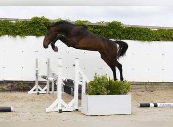 Koń holsztyński, Ogier, 2 lat, 169 cm, Ciemnogniada