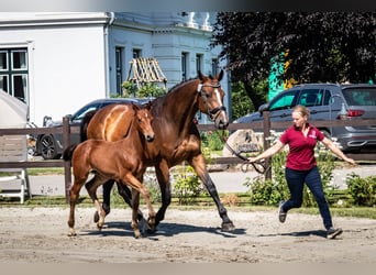 Koń holsztyński, Ogier, 2 lat, 170 cm, Gniada