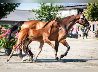 Koń holsztyński, Ogier, 2 lat, 170 cm, Gniada