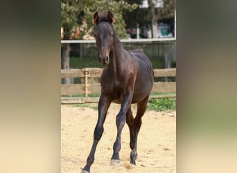 Koń holsztyński, Ogier, 2 lat, 175 cm, Ciemnogniada