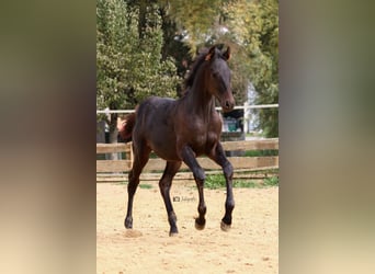 Koń holsztyński, Ogier, 2 lat, 175 cm, Ciemnogniada