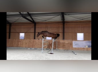 Koń holsztyński, Ogier, 2 lat, Gniada