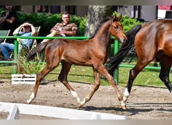 Koń holsztyński, Ogier, 2 lat, Gniada