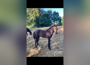 Koń holsztyński, Ogier, 2 lat, Gniada