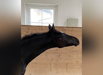 Koń holsztyński, Ogier, 2 lat, Kara