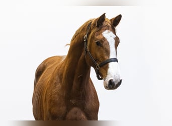 Koń holsztyński, Ogier, 2 lat, Kasztanowata