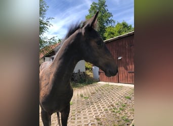 Koń holsztyński, Ogier, 2 lat