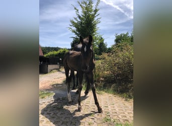 Koń holsztyński, Ogier, 2 lat