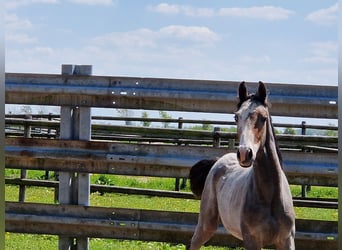 Koń holsztyński, Ogier, 2 lat, Może być siwy