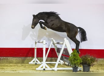 Koń holsztyński, Ogier, 3 lat, 160 cm, Ciemnogniada