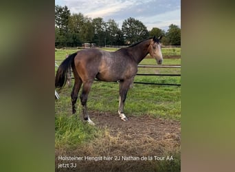 Koń holsztyński, Ogier, 3 lat, 160 cm, Siwa jabłkowita