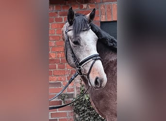 Koń holsztyński, Ogier, 3 lat, 160 cm, Siwa jabłkowita